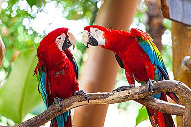 《符文工厂3豪华版》现已开启预购 9月6日发售